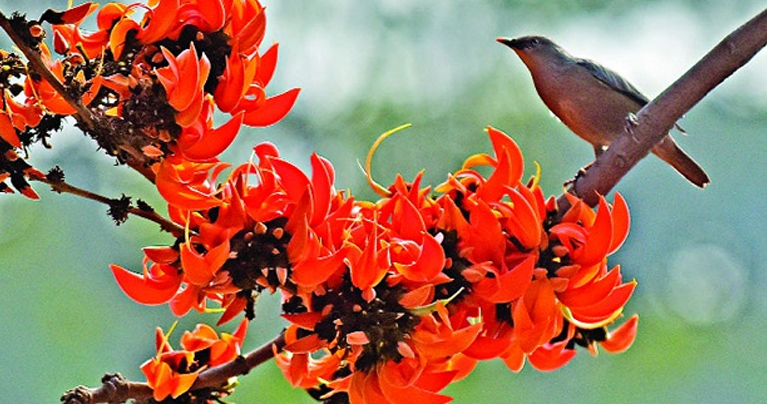আজ পহেলা ফাল্গুন ও বিশ্ব ভালোবাসা দিবস