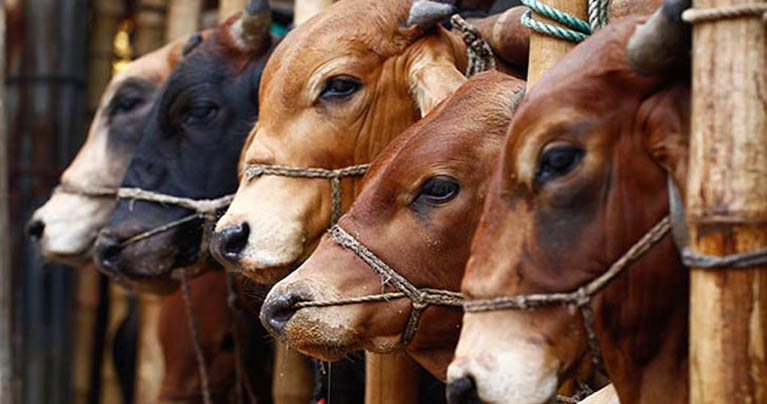 ঢাকায় যেসব জায়গায় বসছে কোরবানির পশুর হাট