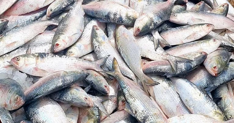 দুর্গাপূজা উপলক্ষে ভারতে ৩ হাজার টন ইলিশ রপ্তানির অনুমোদন