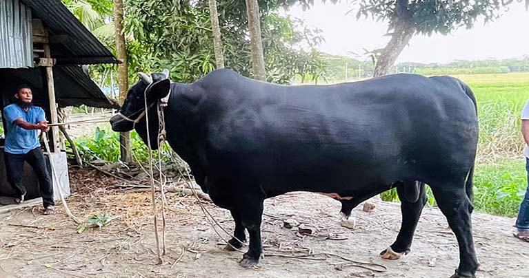 খালেদা জিয়াকে ৩৫ মণ ওজনের ‘কালো মানিক’ উপহার দিতে চান কৃষক মৃধা