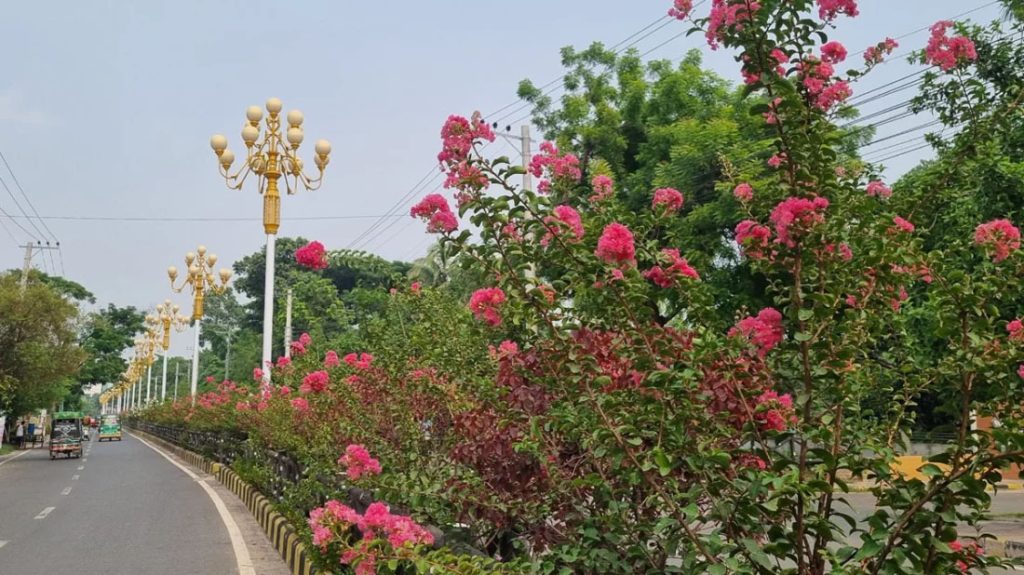 নিজেকে সাজিয়ে তুলছে চেরি বা ফুরুস ফুল