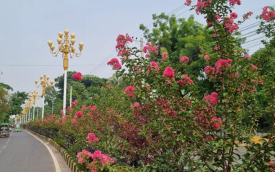 নিজেকে সাজিয়ে তুলছে চেরি বা ফুরুস ফুল