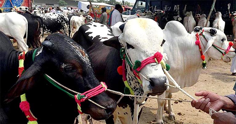 দেশে পর্যাপ্ত কোরবানির পশু আছে, আমদানির প্রয়োজন নেই : প্রাণিসম্পদমন্ত্রী